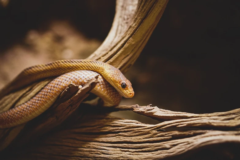 a close up of a snake on a branch, a picture, trending on pexels, realism, worm brown theme, raphael lecoste, a wooden, lianas