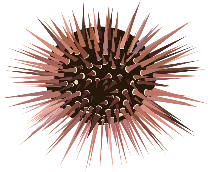 a close up of a spiky object on a white background, an illustration of, pexels, rasquache, brown body, coral underwater colorful, round format, cel shaded vector art