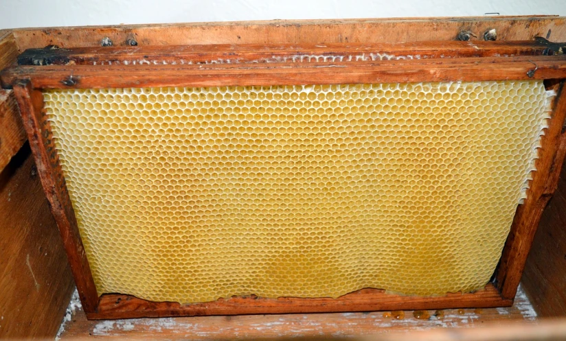 a wooden box with a honeycomb inside of it, a portrait, sweet almost oil, very known photo
