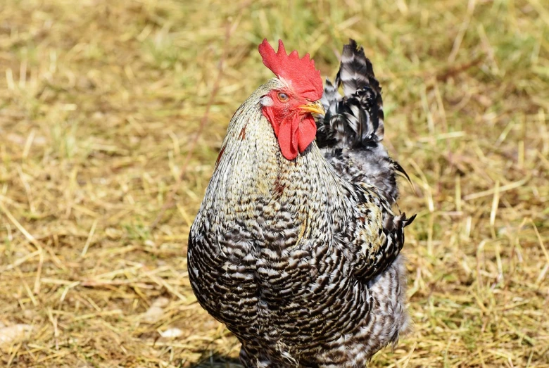 a chicken that is standing in the grass, a portrait, renaissance, gray mottled skin, details and vivid colors, trimmed with a white stripe, facinating and imposing