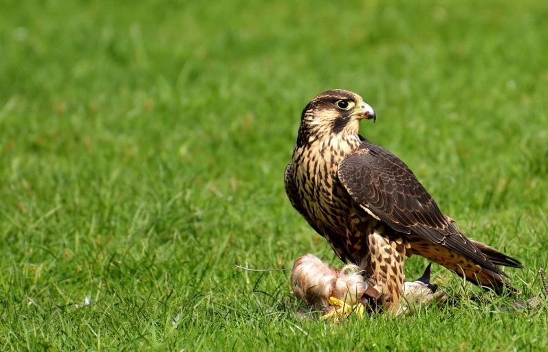 a bird that is standing in the grass, a portrait, shutterstock, falcon, with chicks, 3 4 5 3 1, sharpened