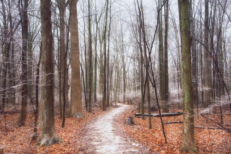 a dirt path in the middle of a forest, a photo, inspired by Asher Brown Durand, tonalism, beautiful winter area, serene overcast atmosphere, dusting of snow, il