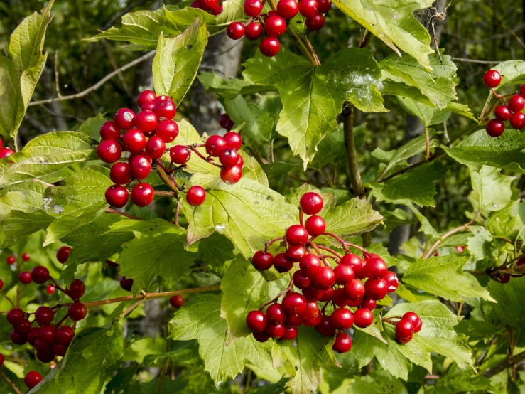 a close up of a bunch of berries on a tree, a picture, shutterstock, hurufiyya, avatar image, celtic vegetation, portrait n - 9, stems