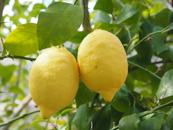 a couple of lemons hanging from a tree, shutterstock, close up iwakura lain, stock photo