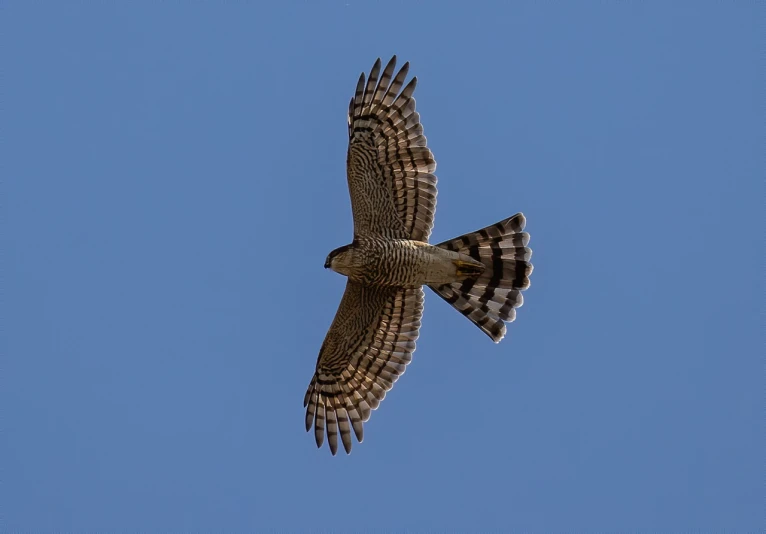 a bird that is flying in the sky, a picture, by Juergen von Huendeberg, hurufiyya, hawk, flat triangle - shaped head, highly intricate wings!, alabama