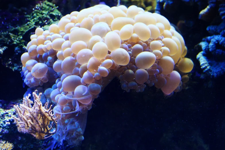 a close up of a sea anemone in an aquarium, fantastic realism, translucent mushrooms, many floating spheres, yellowed, bad photo