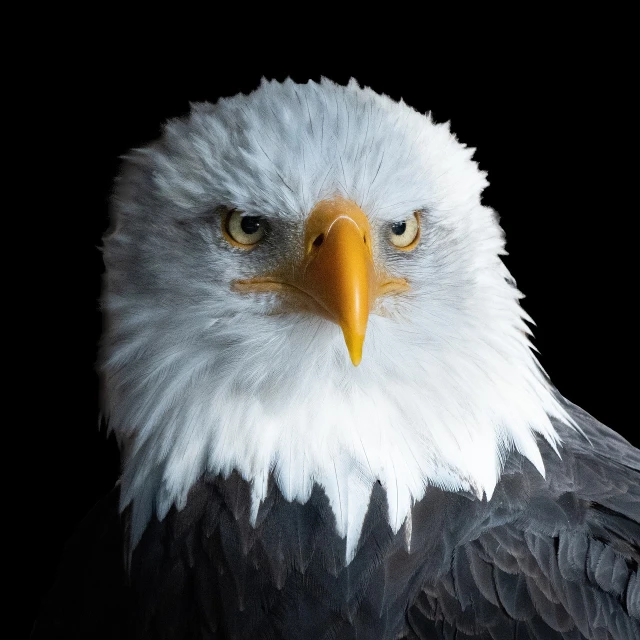 a close up of a bald eagle with a black background, a portrait, shutterstock, photorealism, top down photo, hyper real photo, with serious face expression, white hairs