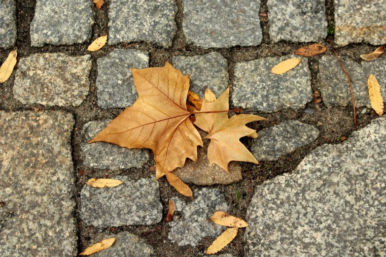 a leaf that is laying on the ground, a photo, brown cobble stones, split in half, paved, stark contrasts