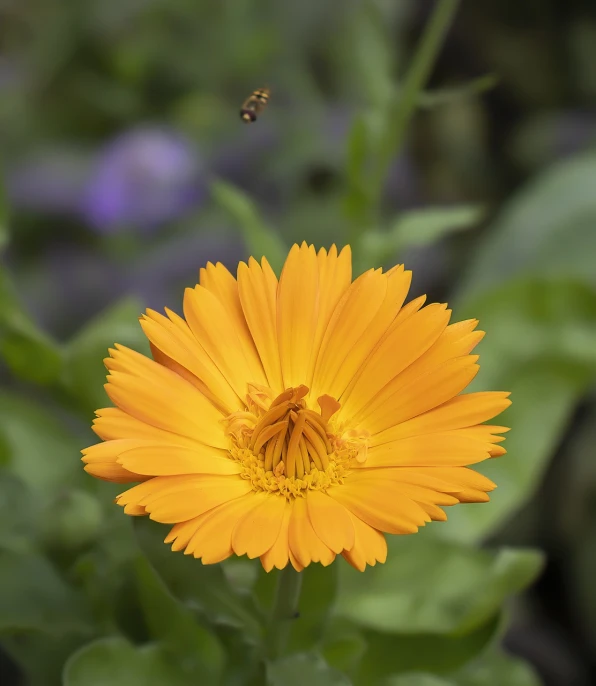 a yellow flower with a bee flying around it, by Jan Rustem, marigold, highly realistic photo, stock photo, pale orange colors