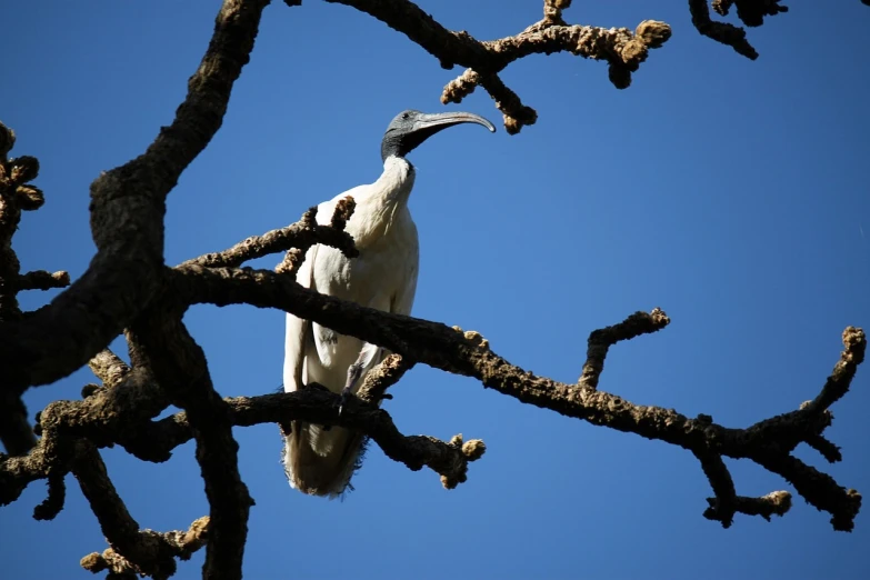 a white bird sitting on top of a tree branch, by Peter Churcher, flickr, hurufiyya, a horned, long thick shiny black beak, screamer, blue sky