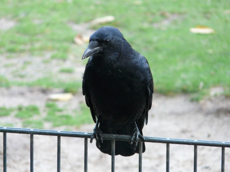 a black bird sitting on top of a metal fence, inspired by Gonzalo Endara Crow, flickr, arabesque, smirking, at a park, ready to eat, right side profile