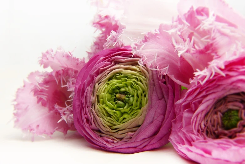 a couple of pink flowers sitting next to each other, a picture, by Anna Füssli, romanticism, rose of jericho, green and purple color scheme, tulip, ruffles