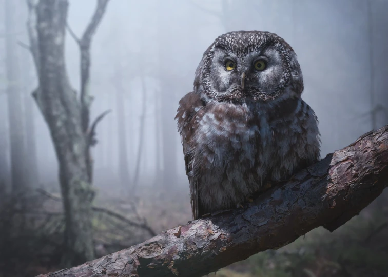 an owl sitting on a branch in a foggy forest, a portrait, high resolution ultradetailed, marmoset render, misty forest scene, in an arctic forest