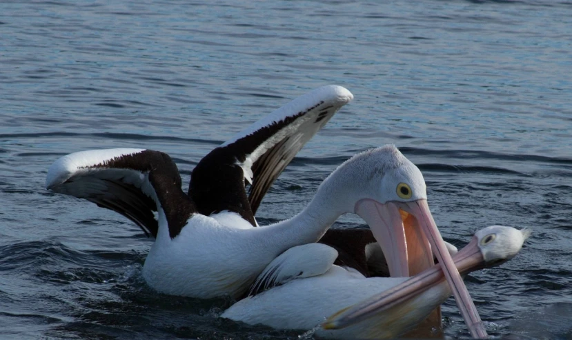 a pelican with its mouth open in the water, by Jim Nelson, flickr, hurufiyya, two male, scratching head, amanda lilleston, taken in the late 2000s