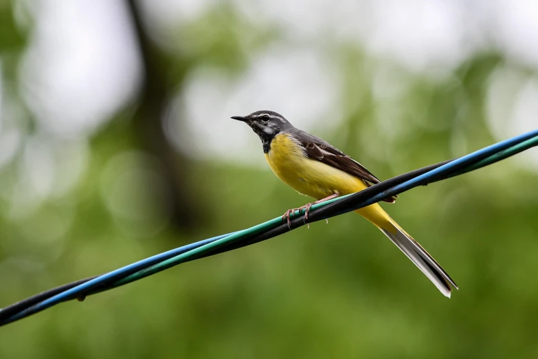 a yellow and black bird sitting on a wire, hurufiyya, outdoor photo, highly polished, high res, over the shoulder shot