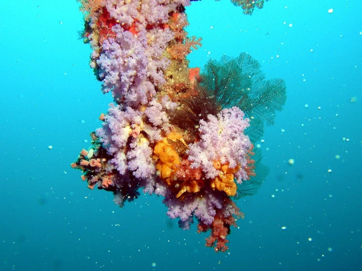 an underwater view of a colorful coral reef, a picture, by Juergen von Huendeberg, flickr, hurufiyya, large flower head, arbor, faded red colors, water particles