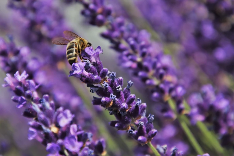 a bee sitting on top of a purple flower, shutterstock, lavender flowers, hyper detailed photo, stock photo