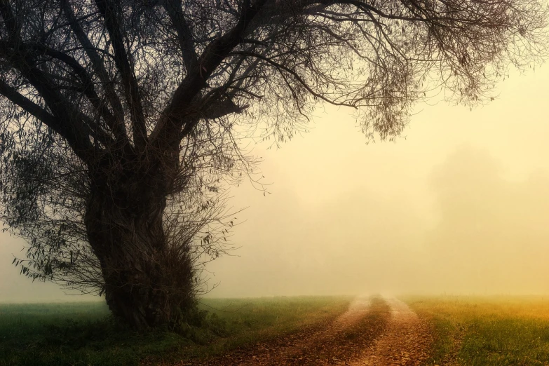 a dirt road next to a tree on a foggy day, by Antoni Pitxot, shutterstock, tonalism, soft golden light, magical colors and atmosphere, photorealistic landscape, fantastic composition