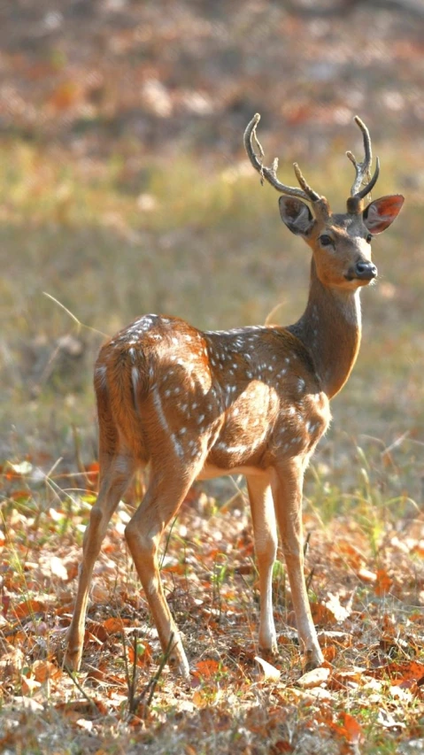 a deer that is standing in the grass, samikshavad, beautiful dappled lighting, 4 0 9 6, profile picture