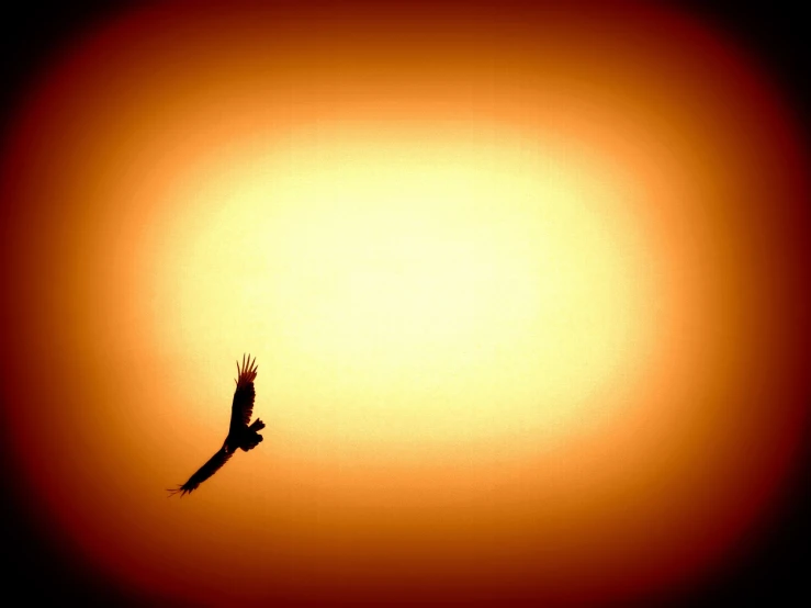 a bird that is flying in the sky, by Linda Sutton, minimalism, suns, hawk, warm golden backlit, sunburn