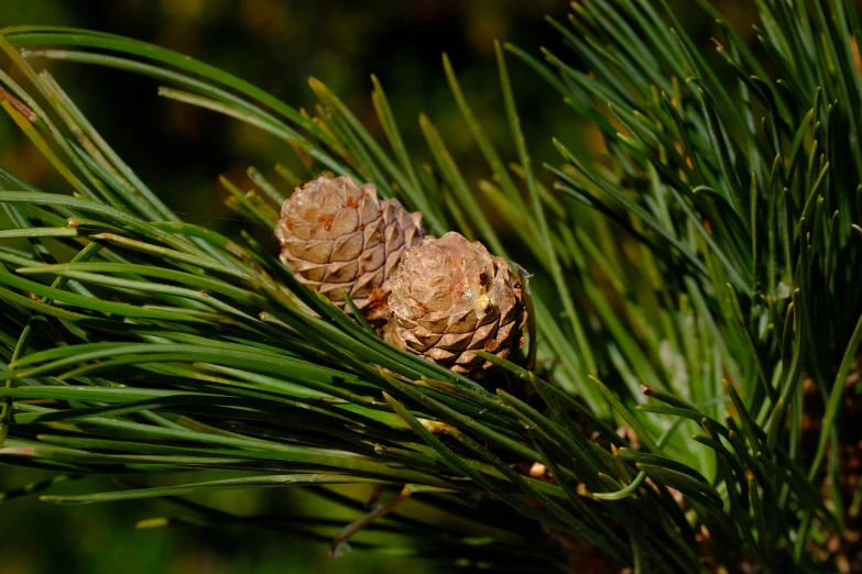 a close up of a pine cone on a tree, by Dietmar Damerau, shutterstock, a green, broad detail, stock photo