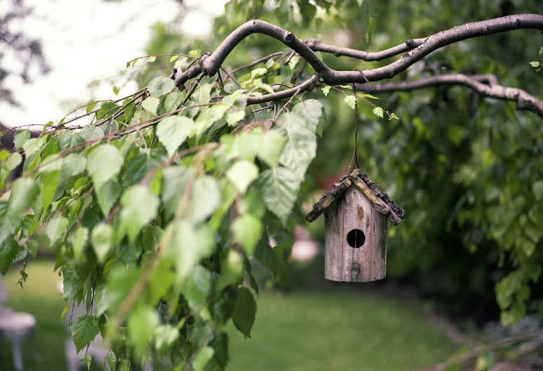 a bird house hanging from a tree branch, a picture, by Maksimilijan Vanka, pixabay, shot on kodak ektar, istockphoto, garden at home, summer morning