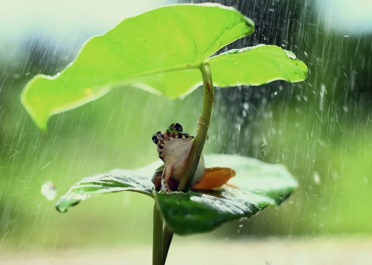 a frog sitting on top of a leaf in the rain, a picture, minimalism, flowers rain everywhere, rays of life, video, cute scene