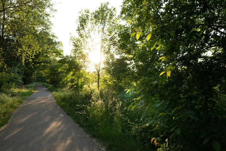 the sun is shining through the trees on the side of the road, by Karl Pümpin, summer evening, 8k 50mm iso 10, with lots of vegetation, ligjt trail