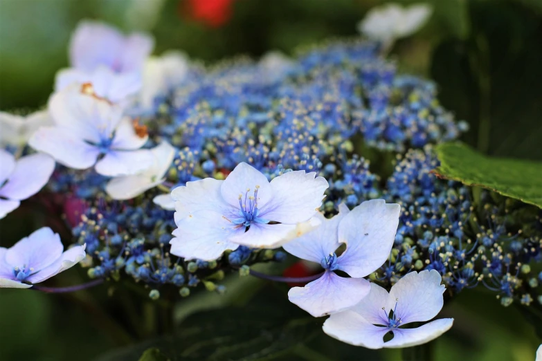 a close up of a bunch of blue flowers, a portrait, by Paul Emmert, flickr, hurufiyya, hydrangea, many small details, blue bonsai, white flowers