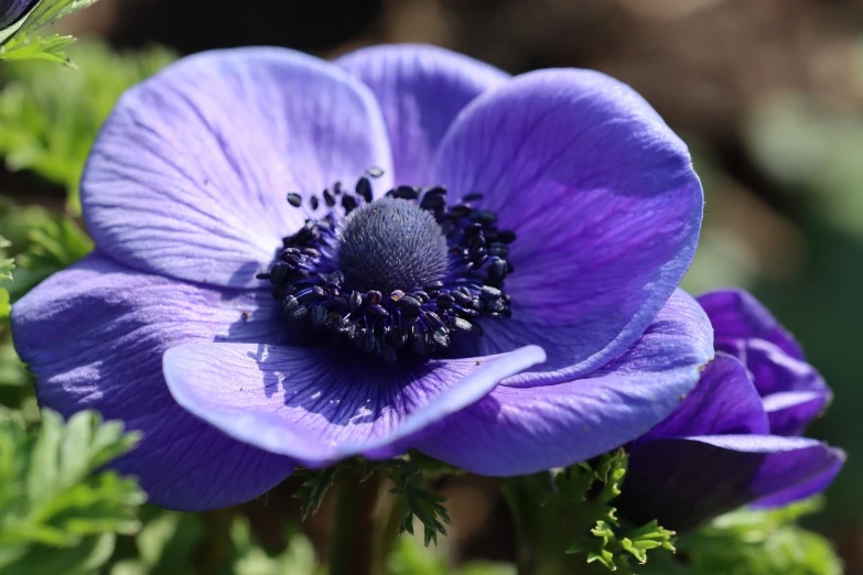 a close up of a purple flower with green leaves, by Robert Brackman, pexels, hurufiyya, anemones, with blue light inside, beautiful sunny day, blue-black