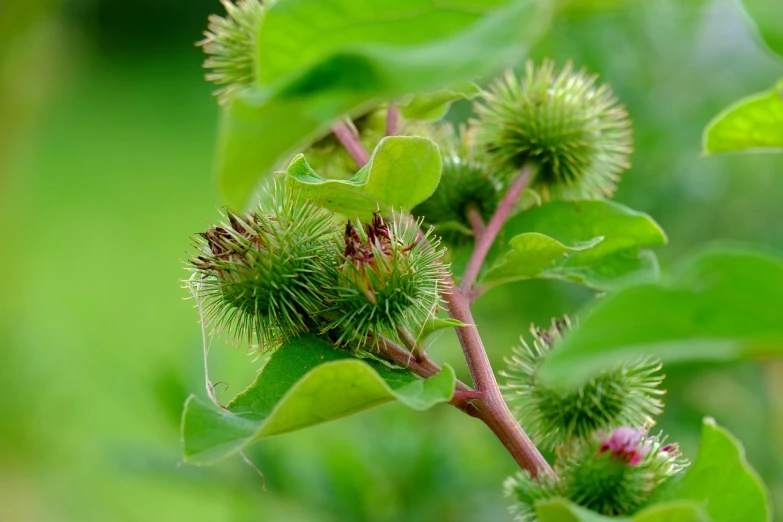 a close up of a plant with green leaves, a macro photograph, hurufiyya, big pods, detailed trees in bloom, 2 0 2 2 photo, coxcomb