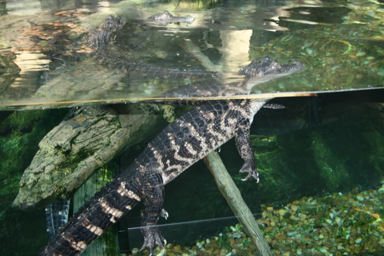 an alligator that is laying down in the water, sumatraism, photo realistic”, in the zoo exhibit, ultra realistic ”