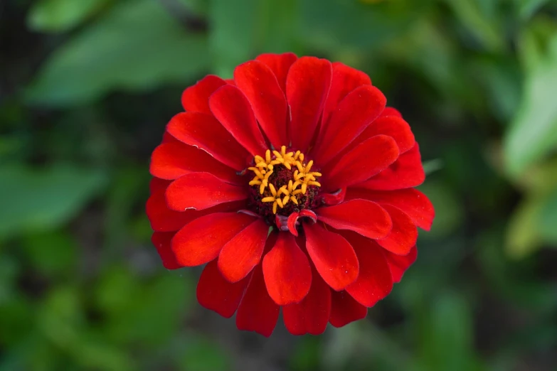 a red flower with a yellow center surrounded by green leaves, dark red color, marigold, red flowers of different types, beautiful flower