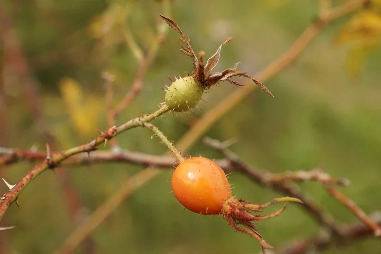 a close up of a fruit on a tree branch, a macro photograph, by Robert Brackman, pixabay, renaissance, rose-brambles, amber, grasping pseudopods, with soft bushes