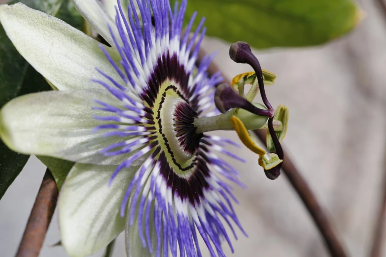 a close up of a flower on a plant, by Jim Nelson, flickr, arabesque, passion fruits, dominant wihte and blue colours, incredibly realistic, beautiful flower