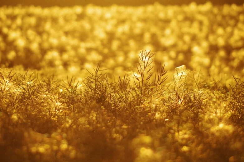 a field filled with lots of tall grass, a microscopic photo, minimalism, shiny gold background, bokeh photo, yellow seaweed, with fractal sunlight