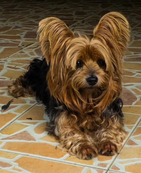 a brown and black dog laying on a tiled floor, a portrait, by Felipe Seade, pexels, sōsaku hanga, yorkshire terrier, brazil, big ears, twirly