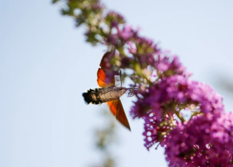 a close up of a butterfly on a flower, a picture, by Dietmar Damerau, figuration libre, bee hummingbird, purple and scarlet colours, female ascending into the sky, 2 0 1 0 photo