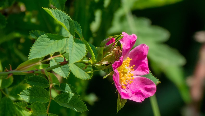 a close up of a pink flower with green leaves, by Robert Brackman, raspberry, pink bees, rose twining, medium closeup shot