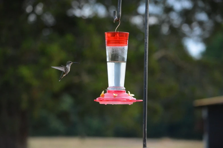 a hummingbird flying towards a hummingbird feeder, outdoor photo, year 2447