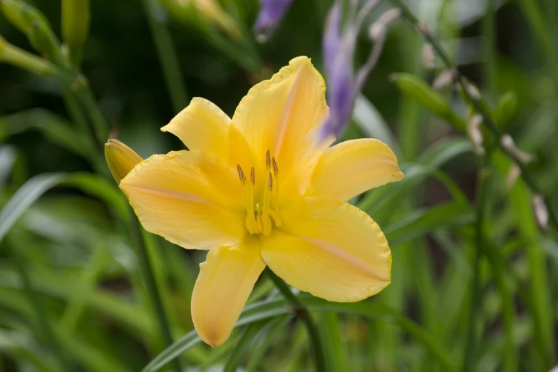 a yellow flower sitting on top of a lush green field, a pastel, hurufiyya, hymenocallis coronaria, from wheaton illinois, 5 5 mm photo