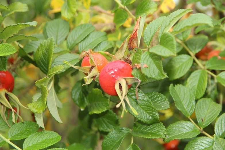 a close up of a bunch of fruit on a tree, by Lorraine Fox, photo of a rose, wild berries, rose twining, high res photo