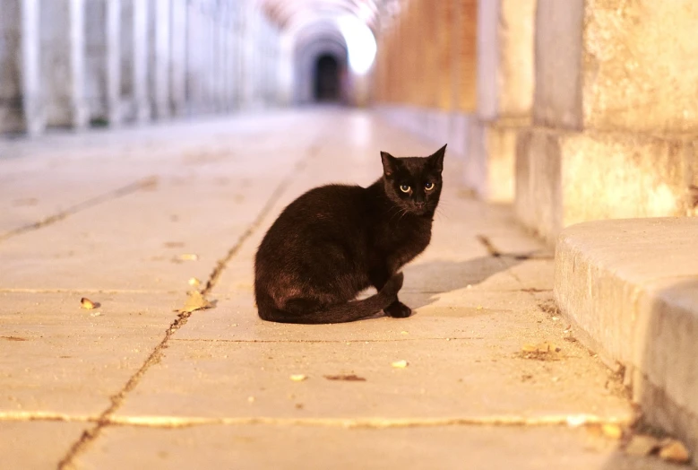 a black cat sitting on top of a sidewalk, a picture, by Eva Gonzalès, flickr, under bridge, les catacombes, trough the night, portrait of a small