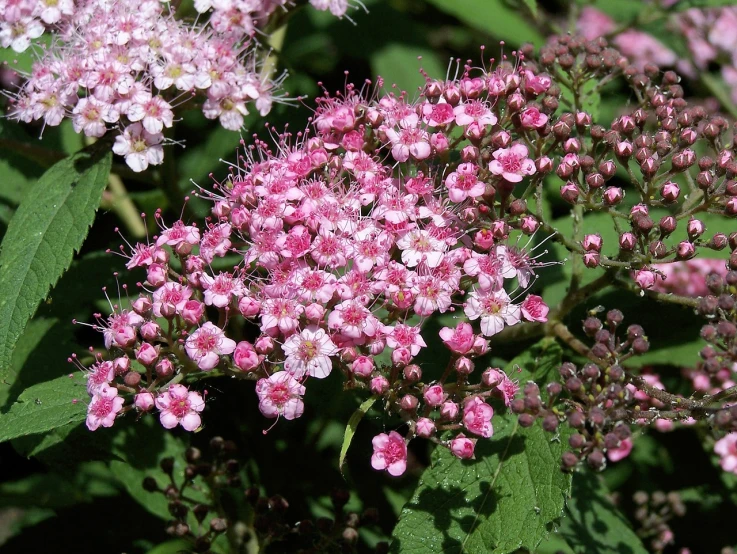 a cluster of pink flowers with green leaves, by Alexander Brook, flickr, hurufiyya, gypsophila, black female, wisconsin, with intricate detail