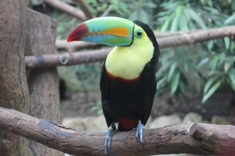 a colorful bird sitting on top of a tree branch, inspired by Charles Bird King, flickr, sumatraism, 6 toucan beaks, wikimedia, in the zoo exhibit, banana