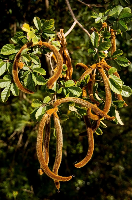 a bunch of fruit hanging from a tree, by Robert Brackman, hurufiyya, very rust, vegetation tentacles, looping, plant photography