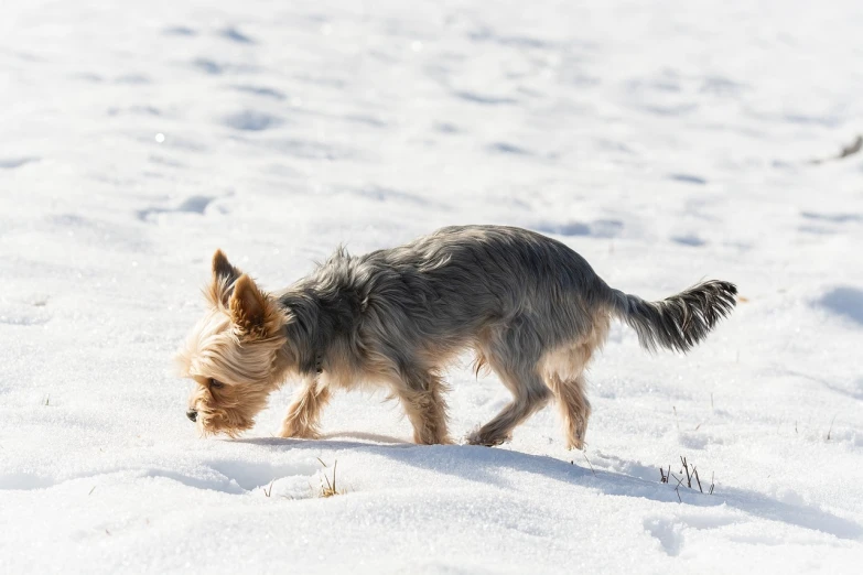 a small dog is walking in the snow, yorkshire terrier, high res photo