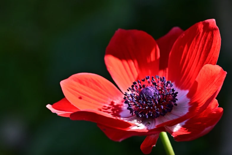 a close up of a red flower with a green background, by Hans Schwarz, hurufiyya, anemone, with the sun shining on it, red and blue back light, looking to the side