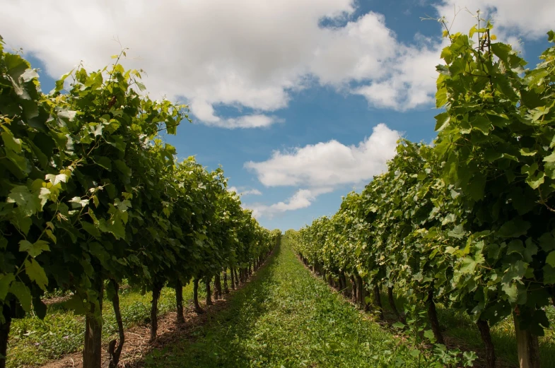 a row of vines in a field with a blue sky in the background, a picture, shutterstock, figuration libre, illinois, historical setting, wide angle lens photography, wearing a crown of vines