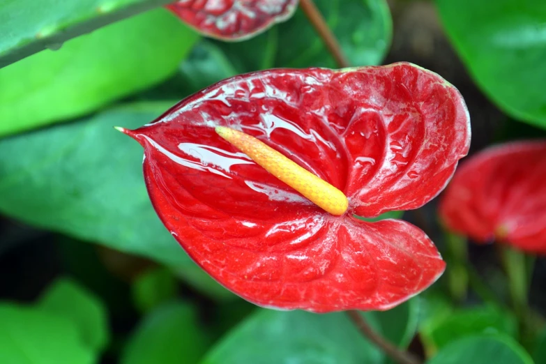 a close up of a red flower with green leaves, inspired by Carpoforo Tencalla, hurufiyya, in bloom greenhouse, hearts, tropical foliage, glazed